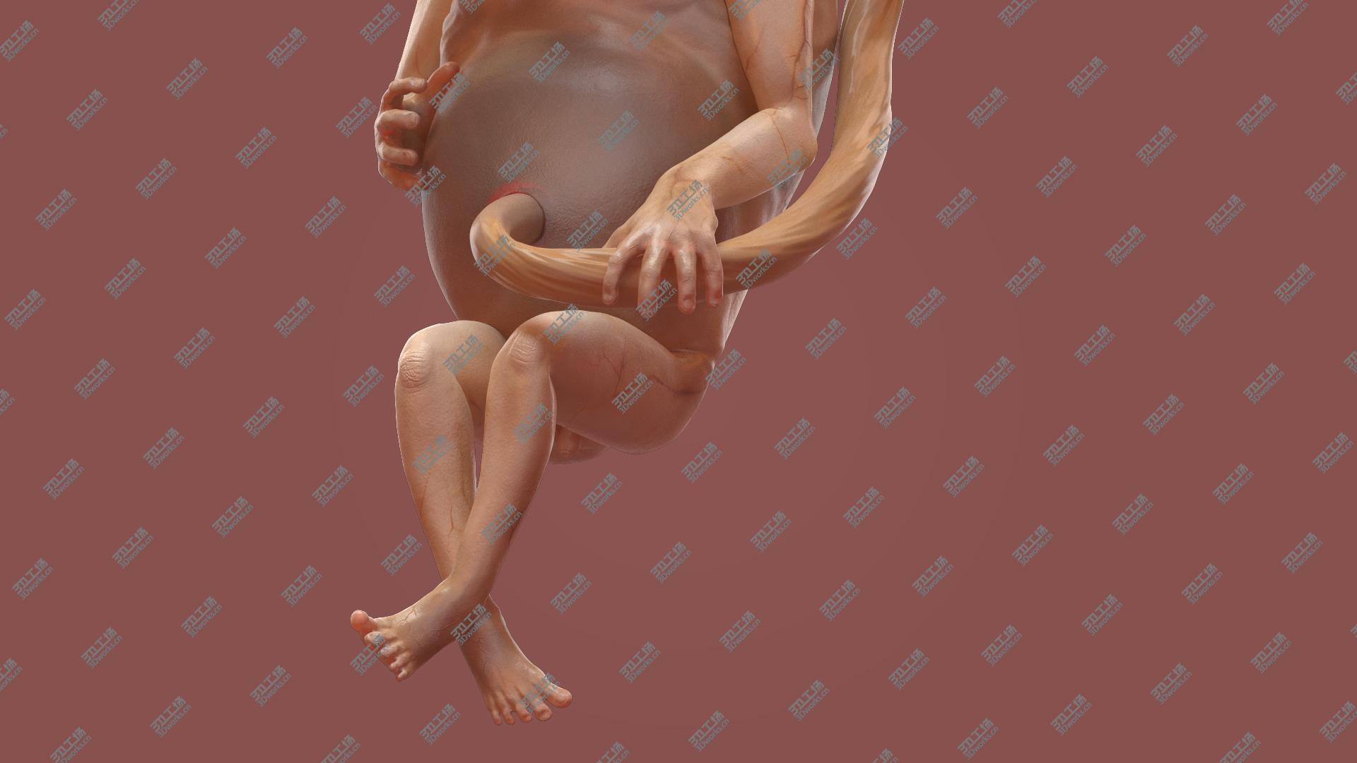 images/goods_img/202105074/3D Second Trimester Human Fetus 16 Weeks/3.jpg